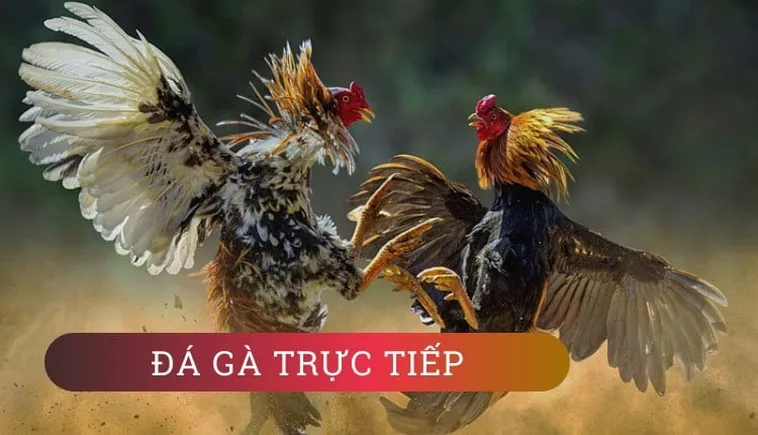 Hấp Dẫn Cách Chơi Đá Gà WS168 Tại J88 Trong Năm 2025